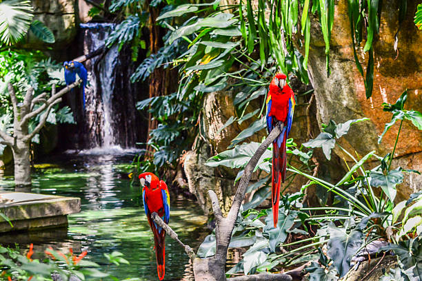 istock Two Beautiful Scarlet Macaws Perched In Tropical Rainforest 493220415