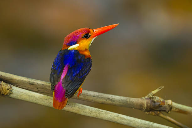 istock Backside of Black-backed Kingfisher 493220847