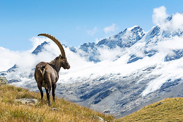 bouquetin des alpes - goat hoofed mammal living organism nature photos et images de collection