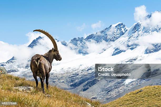 Alpine Ibex Stock Photo - Download Image Now - Ibex, Gran Paradiso National Park, Mountain