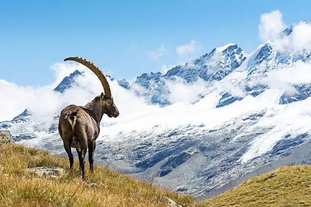 Wild ibex in the italian Alps. Gran Paradiso National Park, Italy