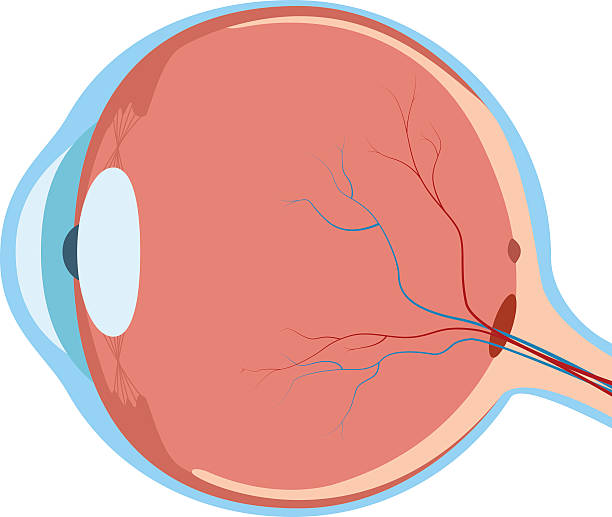 illustrations, cliparts, dessins animés et icônes de oeil humain - choroid