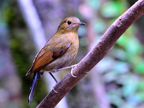 istock Female of White-tailed Robin (Cinclidium leucurum) brown bird pe 493222137