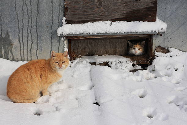 istock Barn Cats on an Iowa Winter Day 493222330