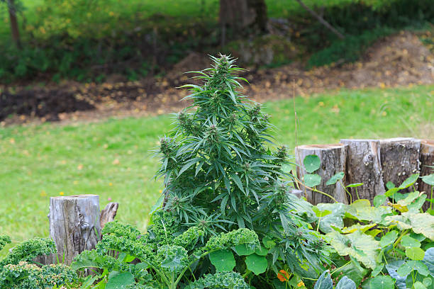 Marijuana Plant A photograph of a Cannabis plant in a garden. Cannabis has long been used for hemp fibre, for hemp oils, for medicinal purposes, and as a recreational drug. Industrial hemp products are made from Cannabis plants selected to produce an abundance of fiber. Cannabis plants produce a group of chemicals called cannabinoids, which produce mental and physical effects when consumed. pitter stock pictures, royalty-free photos & images