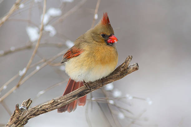istock Female Cardinal perched on a winter tree with snow 493222550