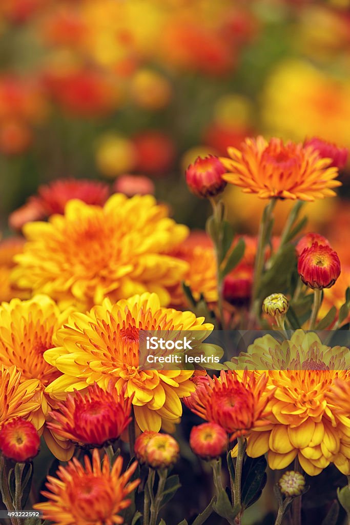 Otoño Mums o Chrysanthemums en flor - Foto de stock de Otoño libre de derechos