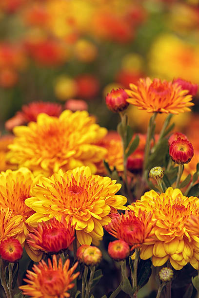 autunno mamme o chrysanthemums in bloom - beautiful outdoors vertical close up foto e immagini stock