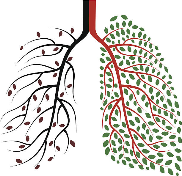 здоровых и пораженных болезнью легких челове�ка концепция - human lung healthy lifestyle healthcare and medicine green stock illustrations