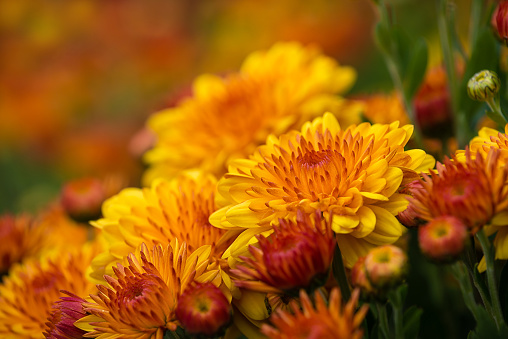 Autumn bouquet of yellow and red chrysanthemums, close-up.