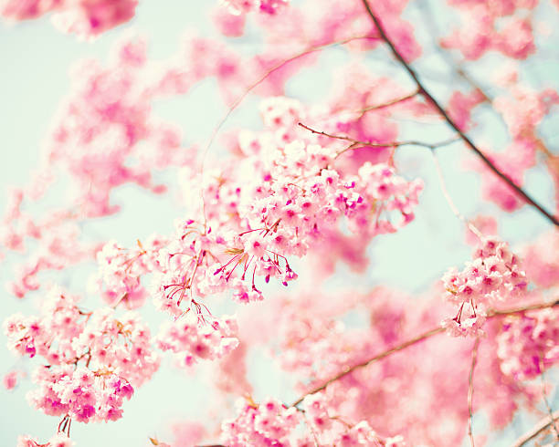 Pink Cherry Blossoms stock photo