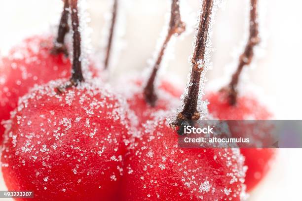 Morning Frost Stock Photo - Download Image Now - Beauty In Nature, Berry Fruit, Branch - Plant Part