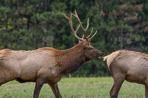 istock Bull Elk in Rutting Season 493223666
