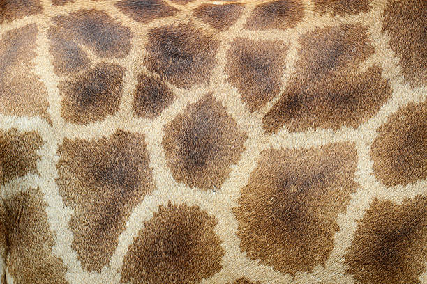 istock skin of giraffe 493223697