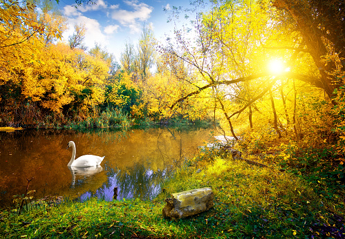 White swan on lake in autumn forest