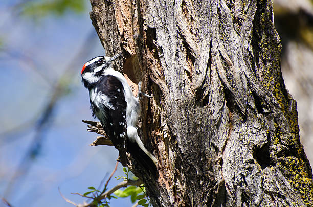 Downy Woodpecker Building Its Home Downy Woodpecker Building Its Home soft nest stock pictures, royalty-free photos & images