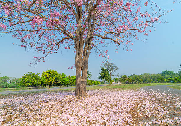 istock the tropical plants and flower 493223982