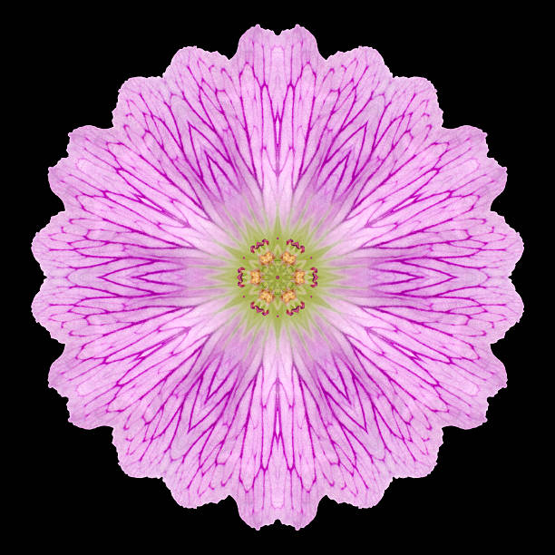 istock Pink Mandala Flower Kaleidoscope Isolated on Black 493224195