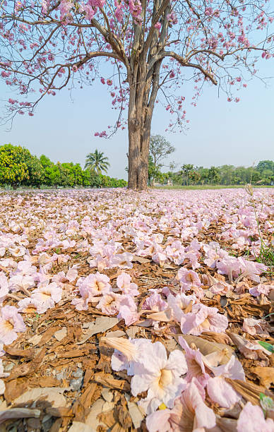 istock the tropical plants and flower 493224224
