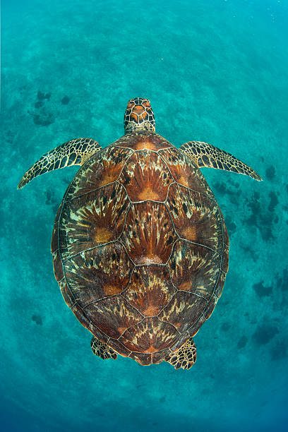 зеленый turtle - apo island стоковые фото и изображения