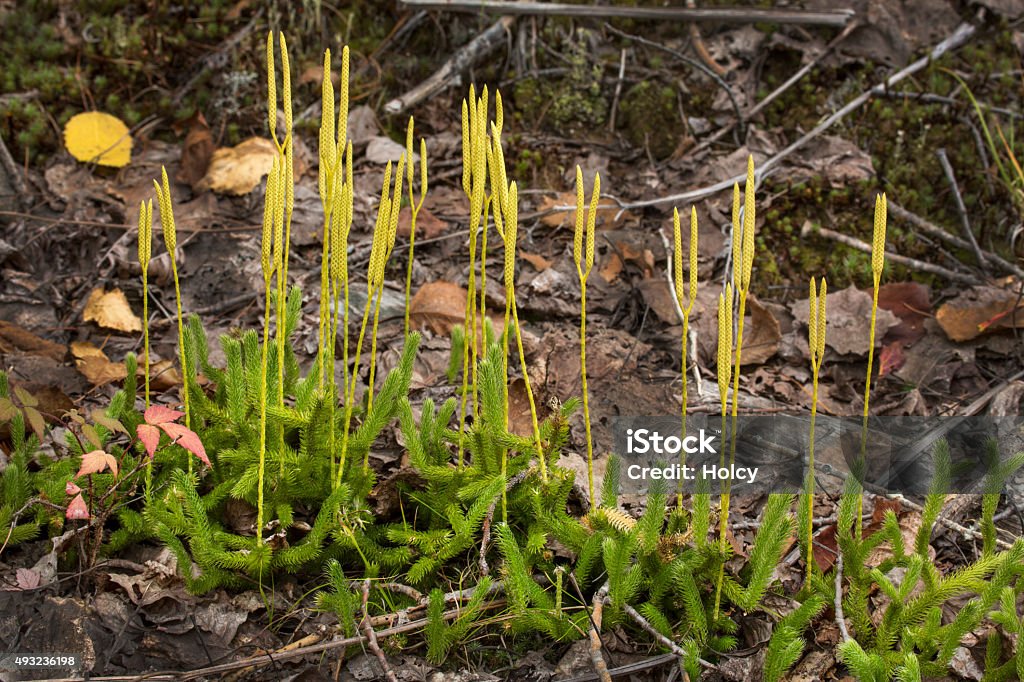 Runners of stag horn clubmoss with fertile spikes, Flagstaff Lak Fertile, spore producing spikes of the wolf's foot clubmoss, Lycopodium clavatum, growing on the shores of Flagstaff Lake in northwestern Maine. 2015 Stock Photo