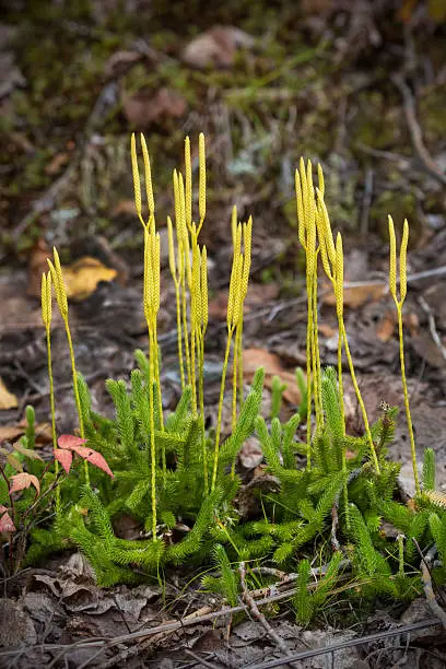 Fertile, spore producing spikes of the wolf's foot clubmoss, Lycopodium clavatum, growing on the shores of Flagstaff Lake in northwestern Maine.