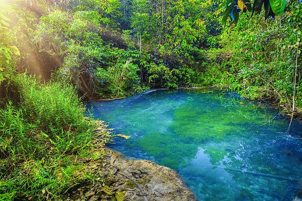 istock Calm water in green forest 493237302