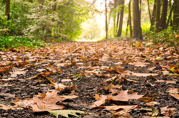 Dried oak leaves on a trail in the forest stock photo