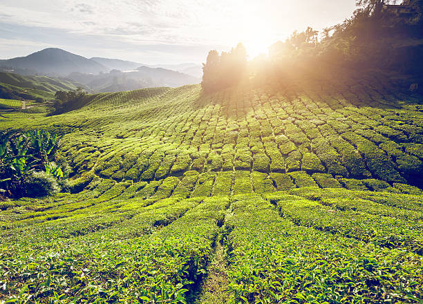 istock Tea plantation in Malaysia 493237640