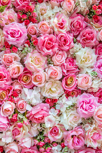 morbido colore sfondo di rose - rose valentines day bouquet red foto e immagini stock