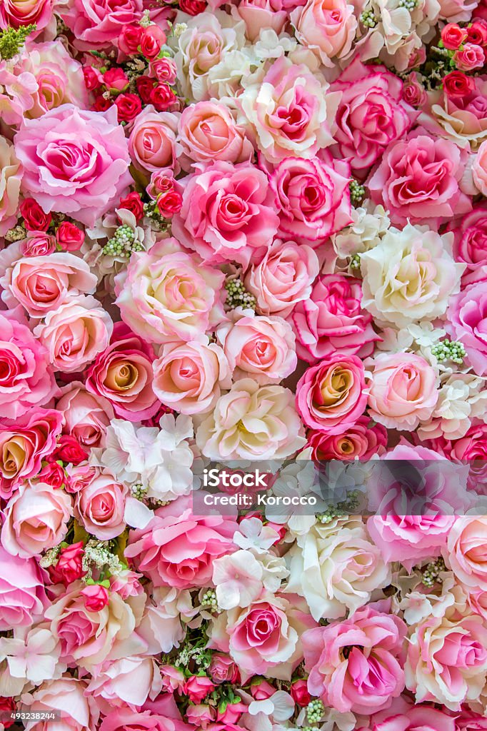 Soft color Roses background Roses background for backdrop , background ,wallpaper and etc. Rose - Flower Stock Photo