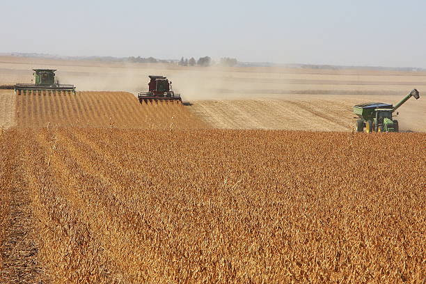 Harvest Crew Covers an Iowa Soybean Field