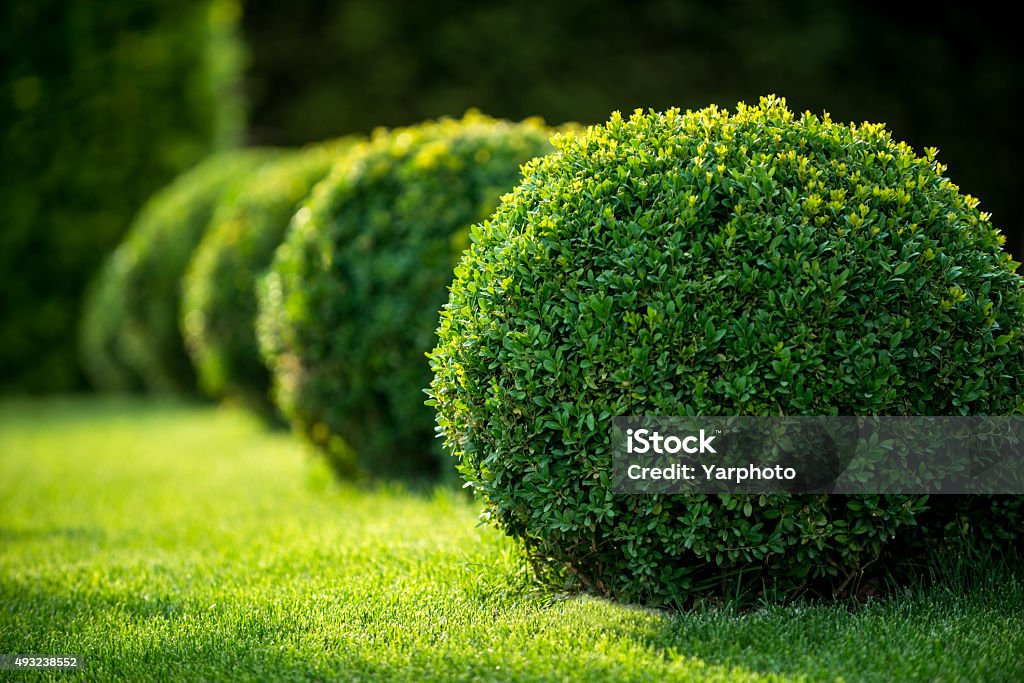 boxwood bushes round shape,formal park park with shrubs and green lawns, landscape design Bush Stock Photo