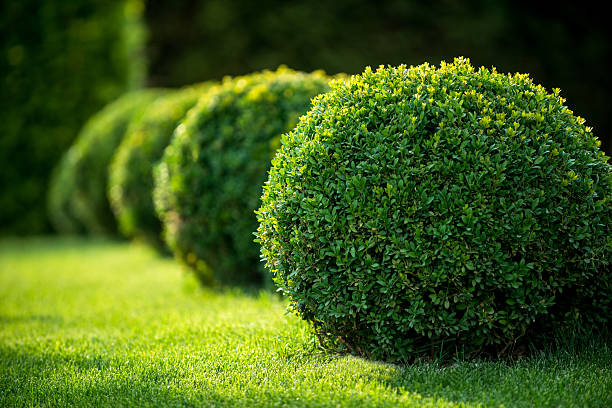 boxwood bushes round shape,formal park park with shrubs and green lawns, landscape design ornamental garden stock pictures, royalty-free photos & images