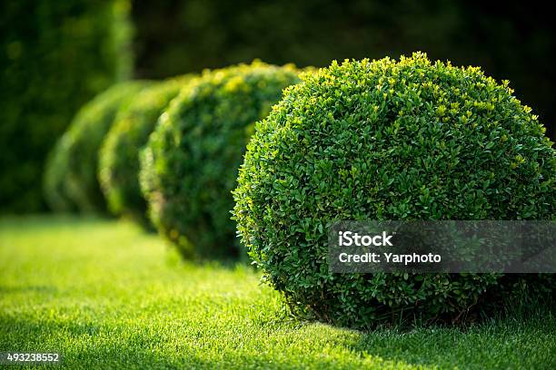 Boxwood Bushes Round Shape Formal Park Stock Photo - Download Image Now - Bush, Boxwood, Ornamental Garden