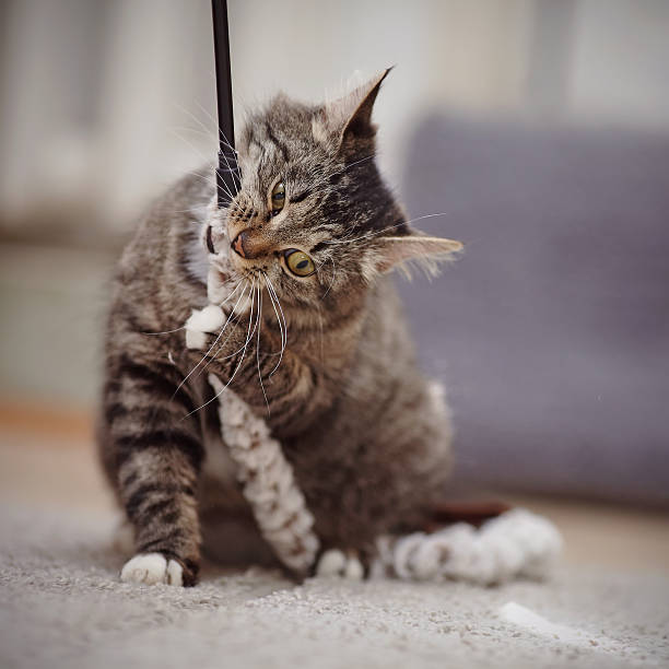 istock Striped cat with yellow eyes plays. 493239218