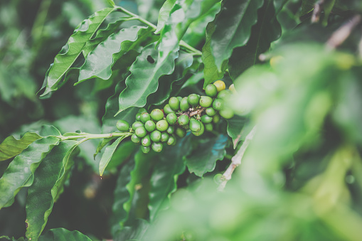 DSLR picture of green coffee beans on a branch in a coffee plantation. 