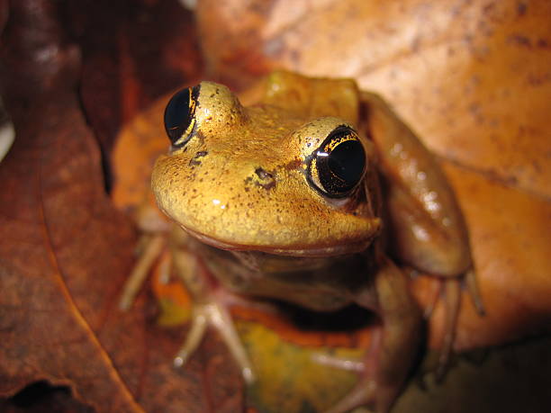 Free picture: red, legged, frog