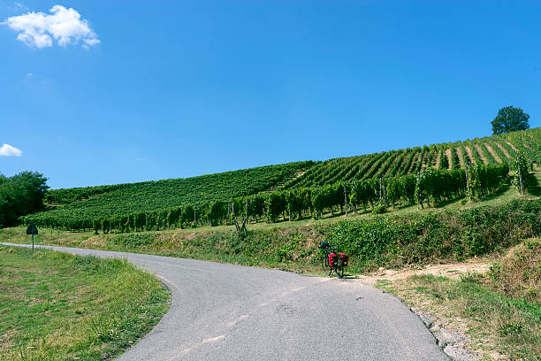 istock Vineyards in Oltrepo Pavese (Italy) 493240224