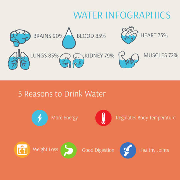 wody w organizmie człowieka infographics wektor - human muscle the human body anatomy people stock illustrations