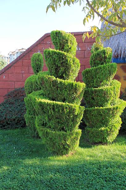 istock Topiary clipped trees in a public park Ankara Turkey 493241600