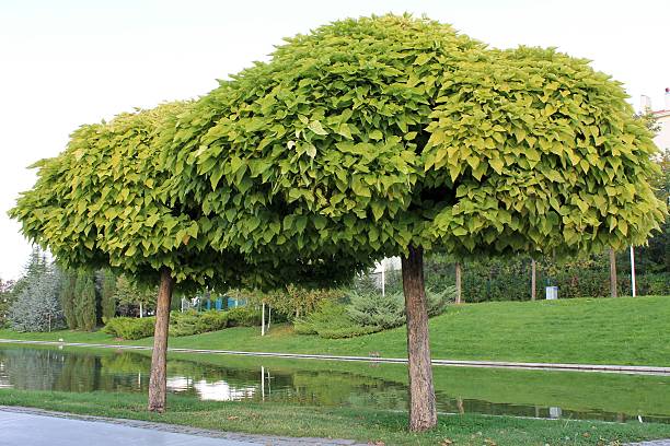 istock Topiary clipped trees in a public park Ankara Turkey 493241804