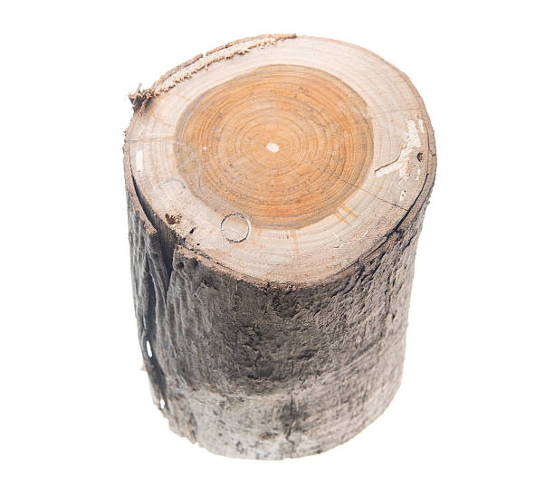 istock oak stump, log fire wood isolated on white background 493242042