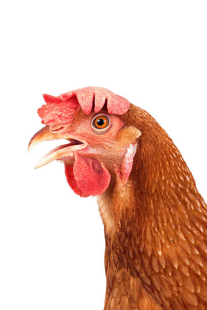 istock close head of chicken hen isolated white 493242712