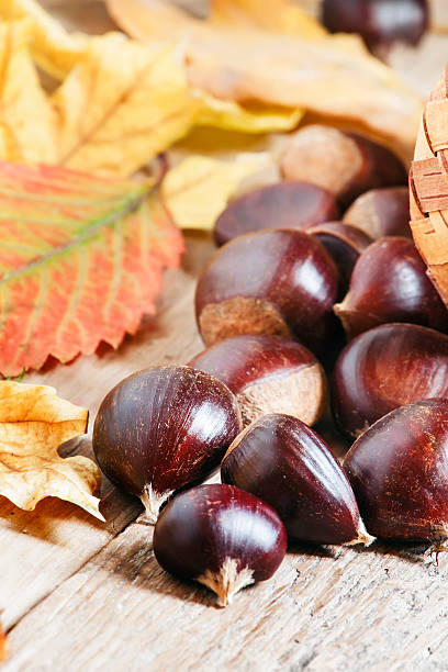 istock Fresh edible chestnuts spill out of a wicker basket 493242718