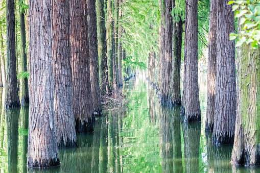 closeup of dawn redwood woods in lake ,  beautiful natural scenery