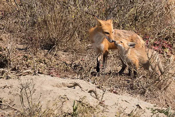 A Red Fox mother greeting her kit