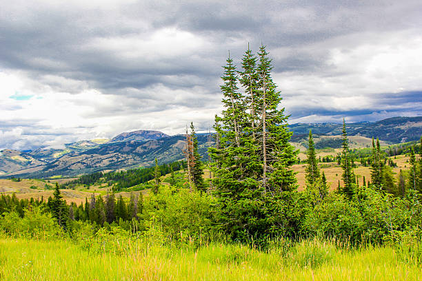 istock stormy clouds and pair of trees 493245254