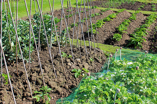 istock Image of allotment vegetable garden with runner beans, bamboo canes 493245373
