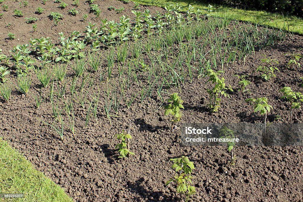 Huerto jardín de vegetales y frambuesas, las cebolletas, el gran frijoles, papas - Foto de stock de Frambuesa libre de derechos